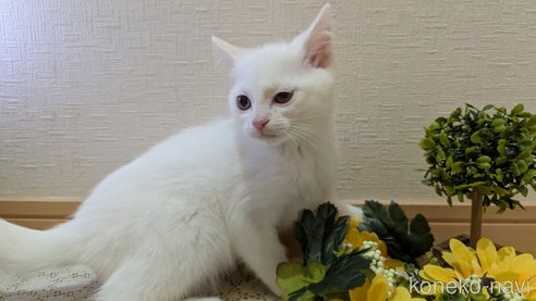 成約済の広島県のその他の猫種-97411の51枚目