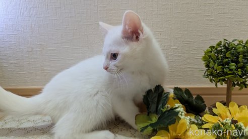 成約済の広島県のその他の猫種-97411の49枚目
