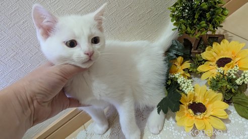 成約済の広島県のその他の猫種-97411の47枚目