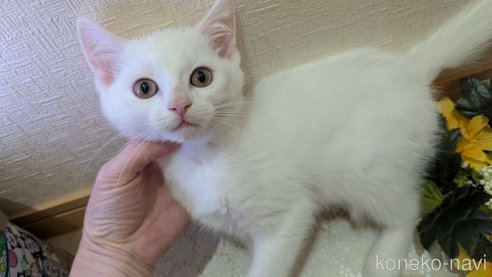 成約済の広島県のその他の猫種-97411の43枚目