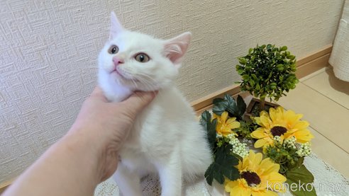 成約済の広島県のその他の猫種-97411の45枚目