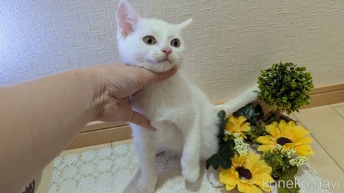 成約済の広島県のその他の猫種-97411の46枚目