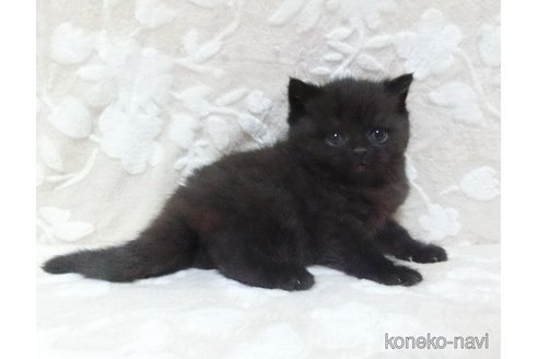 成約済の鹿児島県のスコティッシュフォールド-103003の2枚目