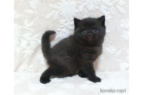 成約済の鹿児島県のスコティッシュフォールド-103003の3枚目