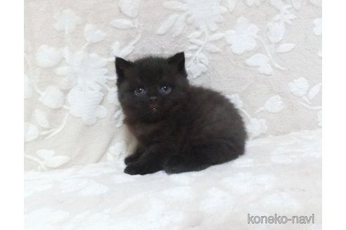 成約済の鹿児島県のスコティッシュフォールド-103003の4枚目