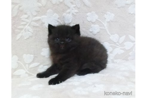 成約済の鹿児島県のスコティッシュフォールド-103003の5枚目