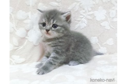 成約済の鹿児島県のスコティッシュフォールド-103004の2枚目