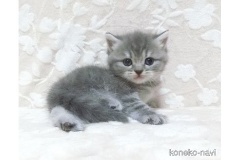 成約済の鹿児島県のスコティッシュフォールド-103004の3枚目