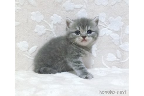 成約済の鹿児島県のスコティッシュフォールド-103004の4枚目