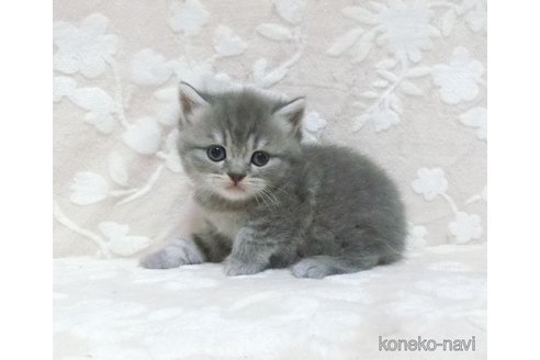 成約済の鹿児島県のスコティッシュフォールド-103004の5枚目