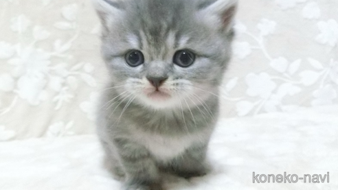 成約済の鹿児島県のスコティッシュフォールド-103004