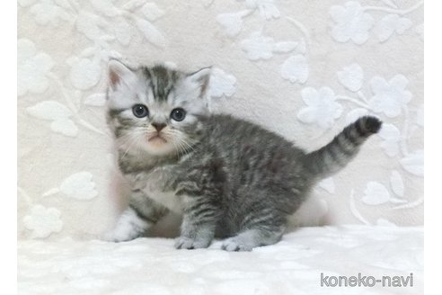 成約済の鹿児島県のスコティッシュフォールド-103005の2枚目