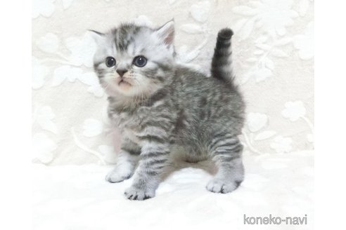 成約済の鹿児島県のスコティッシュフォールド-103005の3枚目