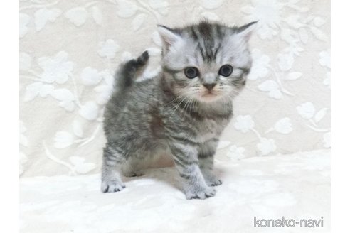 成約済の鹿児島県のスコティッシュフォールド-103005の4枚目