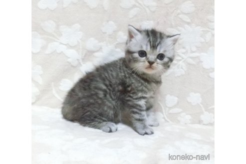 成約済の鹿児島県のスコティッシュフォールド-103005の5枚目