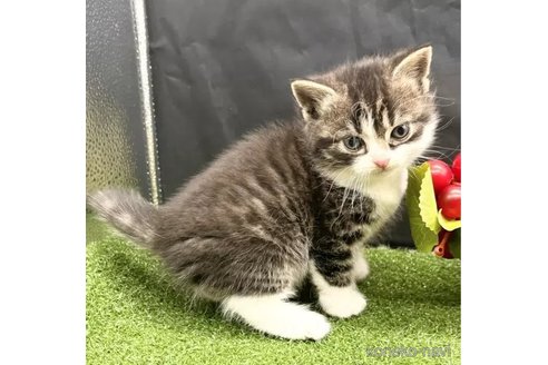 成約済の兵庫県のスコティッシュフォールド-103046の4枚目