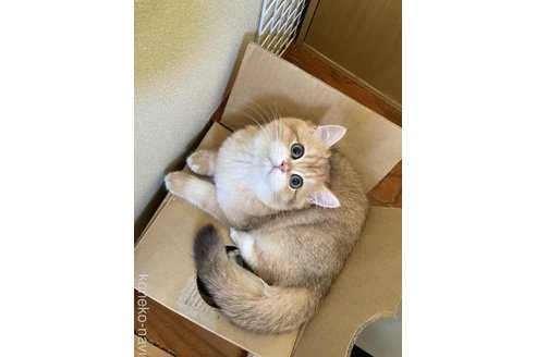 成約済の三重県のブリティッシュショートヘア-100416の3枚目