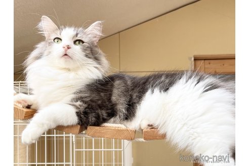 ののノルウェージャンフォレストキャット-