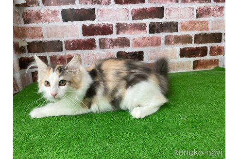 成約済の愛知県のノルウェージャンフォレストキャット-80582の5枚目