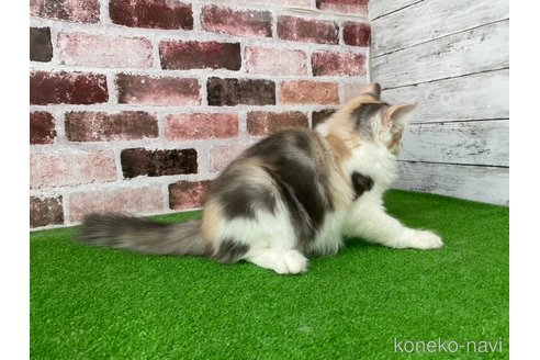 成約済の愛知県のノルウェージャンフォレストキャット-80582の2枚目