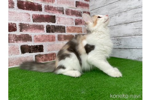 成約済の愛知県のノルウェージャンフォレストキャット-80582の4枚目