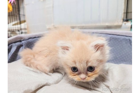 成約済の愛知県のマンチカン-103059の3枚目