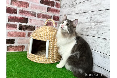 販売中の愛知県のノルウェージャンフォレストキャット-99377の5枚目