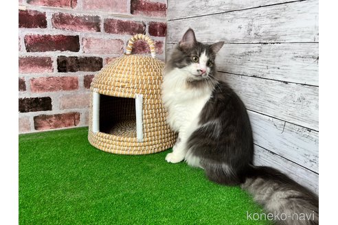 販売中の愛知県のノルウェージャンフォレストキャット-99377の6枚目