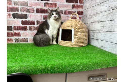 販売中の愛知県のノルウェージャンフォレストキャット-99377の7枚目