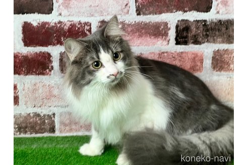 販売中の愛知県のノルウェージャンフォレストキャット-99377の3枚目