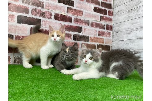 成約済の愛知県のノルウェージャンフォレストキャット-103063の8枚目