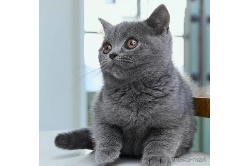 成約済の長野県のブリティッシュショートヘア-103090の3枚目