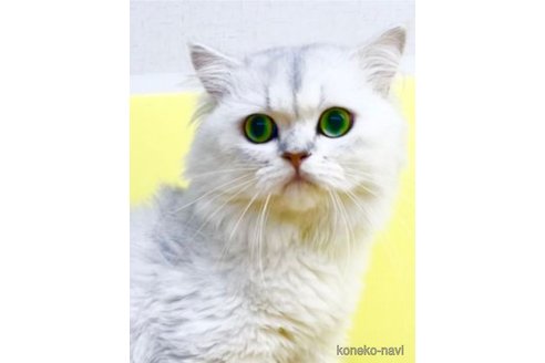 シャオくん1枚目