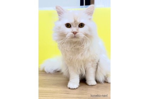 ハムくん1枚目