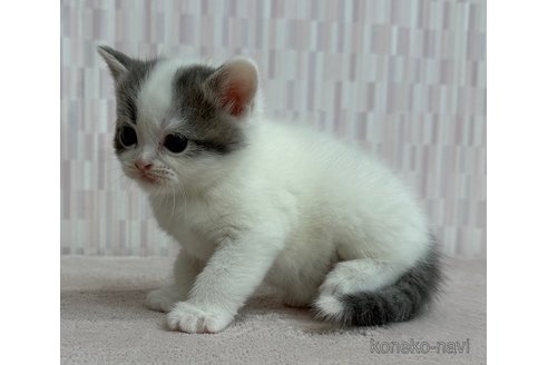 成約済の千葉県のスコティッシュフォールド-103096の2枚目