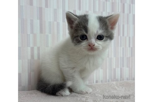 成約済の千葉県のスコティッシュフォールド-103096の3枚目