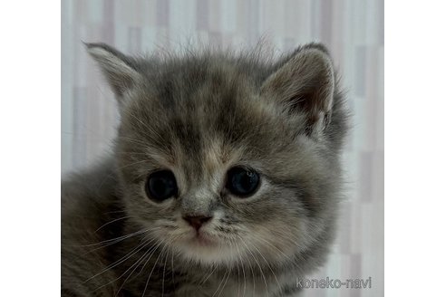 成約済の千葉県のスコティッシュフォールド-103097の1枚目