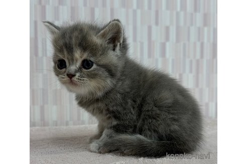 成約済の千葉県のスコティッシュフォールド-103097の3枚目