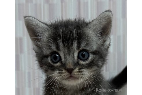 成約済の千葉県のアメリカンショートヘア-103098の1枚目