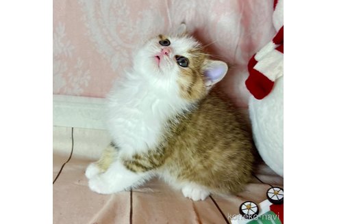 成約済の福岡県のスコティッシュフォールド-103105の15枚目