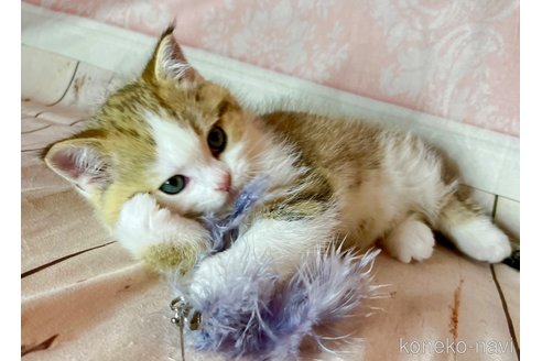 成約済の福岡県のスコティッシュフォールド-103105の9枚目