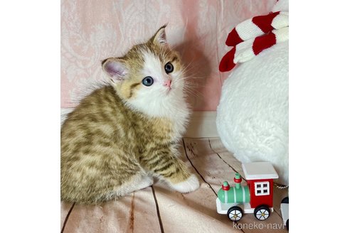 成約済の福岡県のスコティッシュフォールド-103105の5枚目