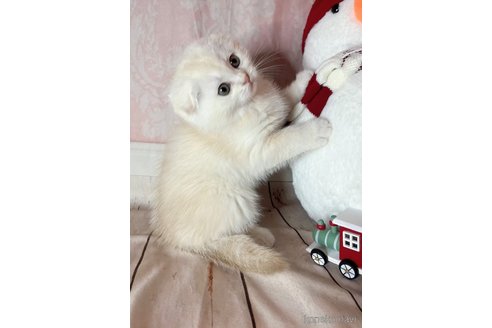 成約済の福岡県のスコティッシュフォールド(折れ耳)-103107の16枚目