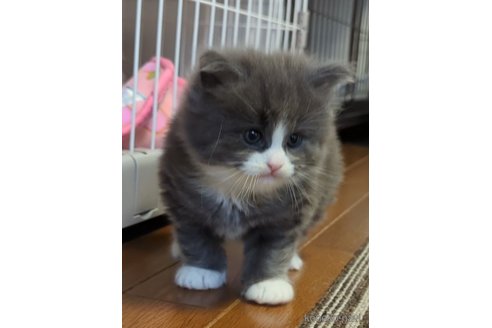 成約済の愛媛県のノルウェージャンフォレストキャット-102443の1枚目