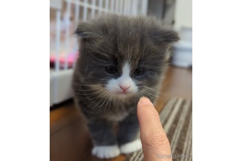 成約済の愛媛県のノルウェージャンフォレストキャット-102443の2枚目