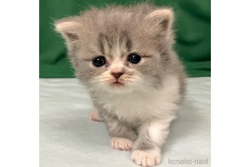 成約済の三重県のスコティッシュフォールド-103125の2枚目
