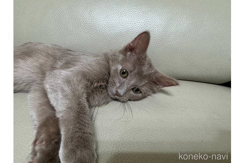 成約済の神奈川県のソマリ-103131の2枚目