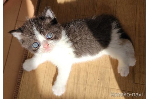 成約済の長野県のエキゾチックショートヘア-103135の1枚目