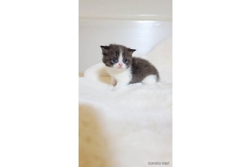 成約済の長野県のエキゾチックショートヘア-103135の3枚目