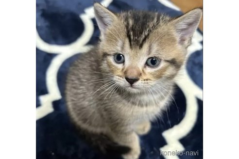 成約済の群馬県のスコティッシュフォールド-103144の1枚目